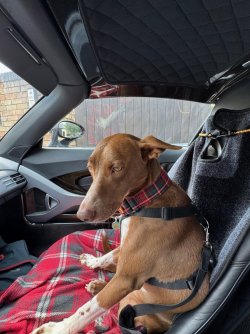 Co pilot Bombon.jpg