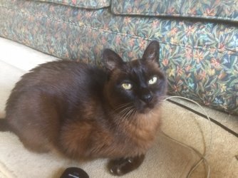 old cat.JPG