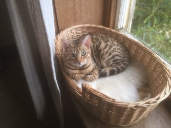 new cat.JPG