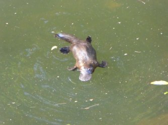 Platypus resized.JPG