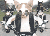 AB874E96-1971-40D0-A607-F64EE5E0B579.gif