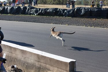 kanga 2.jpg