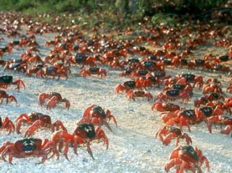 crabs.jpg