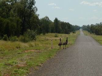 Emus.JPG