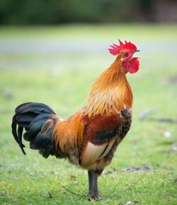 Cock.JPG