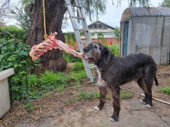 Brisket bone (1).jpg