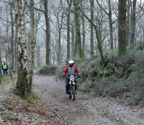 Chott exeter fingle woods 3.jpg