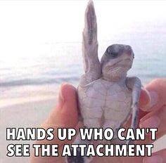 Hands up who can't see the attachment..jpg