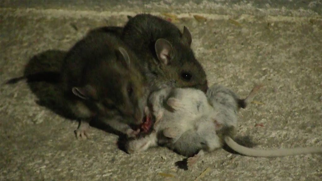 cannibal-mice-1024x576.jpg