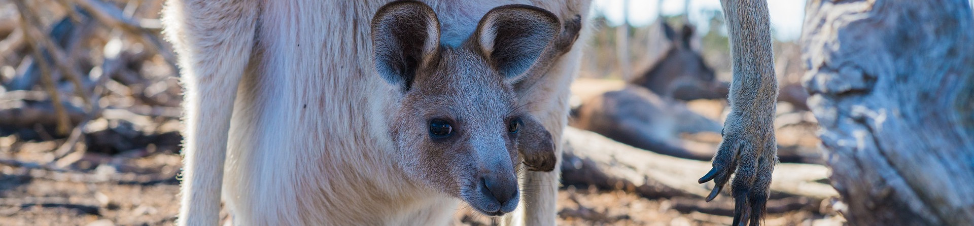 kangarooislandtoursaustralia.com.au