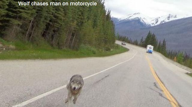 daily_picdump_1261_640_87.jpg