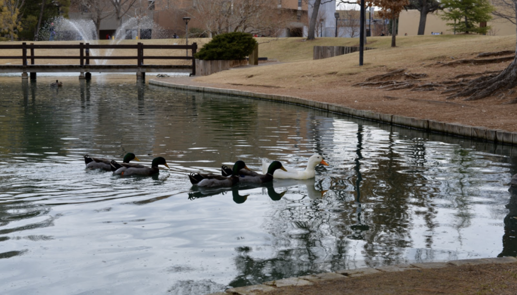 Ducks-1024x608-1024x585.png